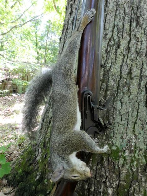 Not a bad haul for Missouri's squirrel opener.